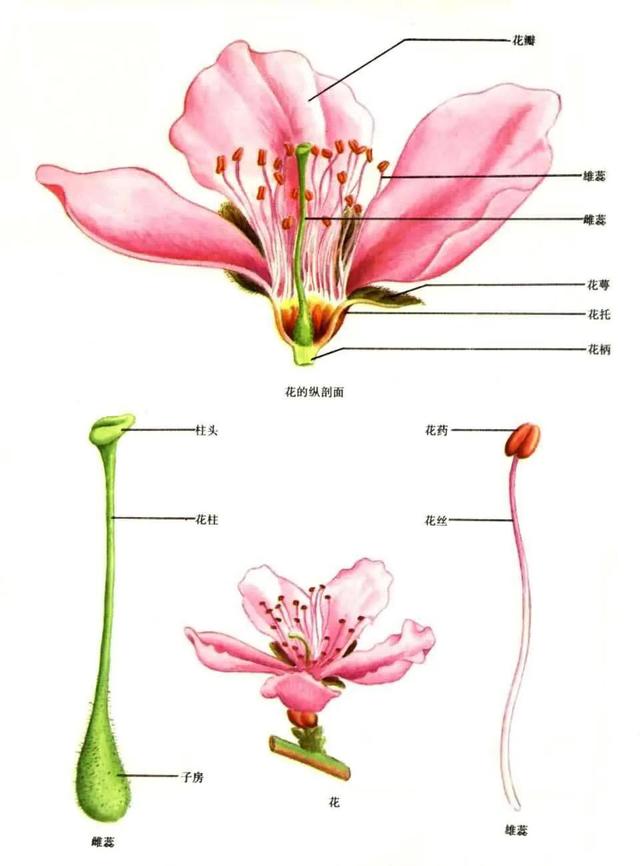 凤仙花花萼数量图片