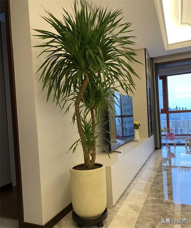 10种好看的鸟，这8种造型又漂亮又好养