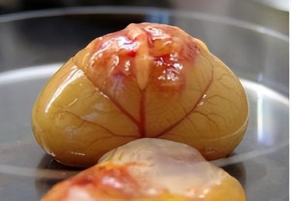 猫传腹早期症状(猫传腹有啥症状)