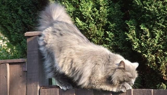 猫的种类图片及名称，猫的种类图片及介绍（猫的种类和性格特点）