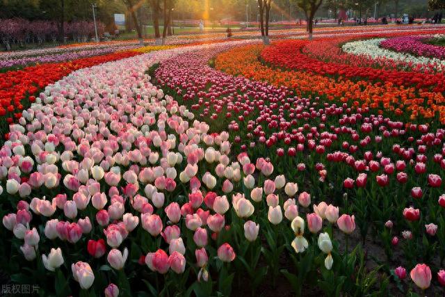 上海八大赏花胜地