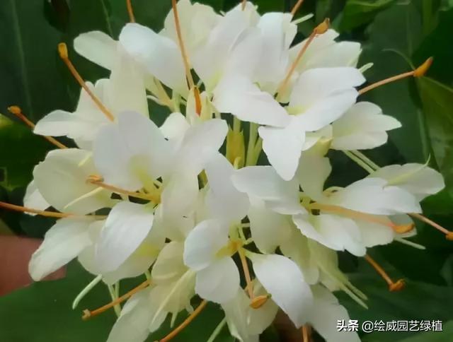 怎么养佛花千瓣金莲，千叶佛莲花怎么养（最有佛性的“五树六花”这些禅意绿植放在家里好养又增光）