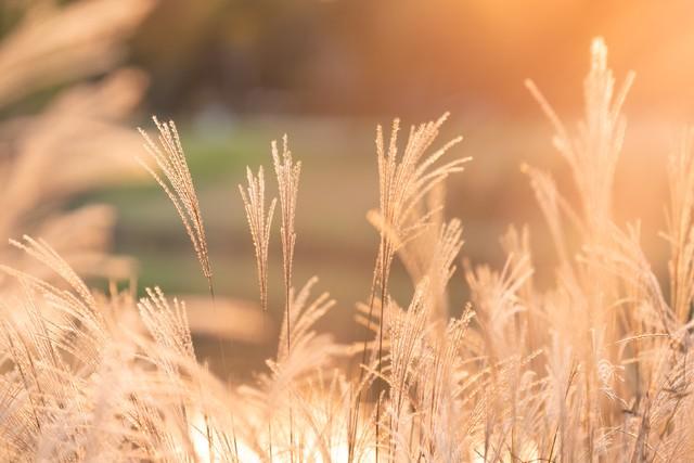 赤诚善良是什么意思，令人惊艳的八字短句摘抄分享