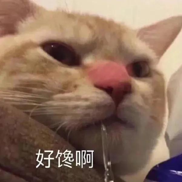 萌宠表情包，微信头像，萌宠表情包（萌宠表情包：我的爱是垃圾吗）