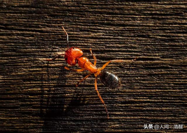蚂蚁喜欢吃什么食物,大象爱吃什么东西(关于各种蚂蚁的简介) 蚂蚁喜欢吃什么食物,大象爱吃什么东西(关于各种蚂蚁的简介)