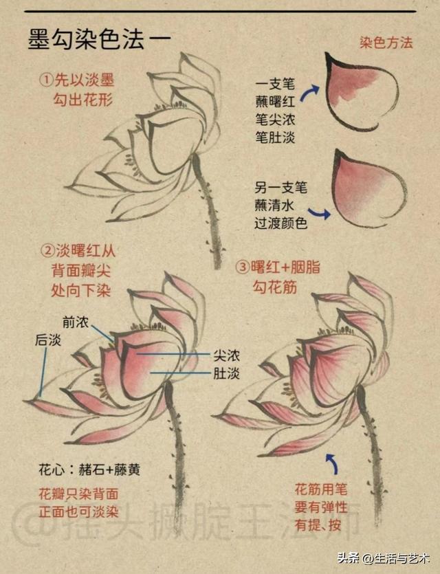 荷花画法图解大全，荷花画法大总结