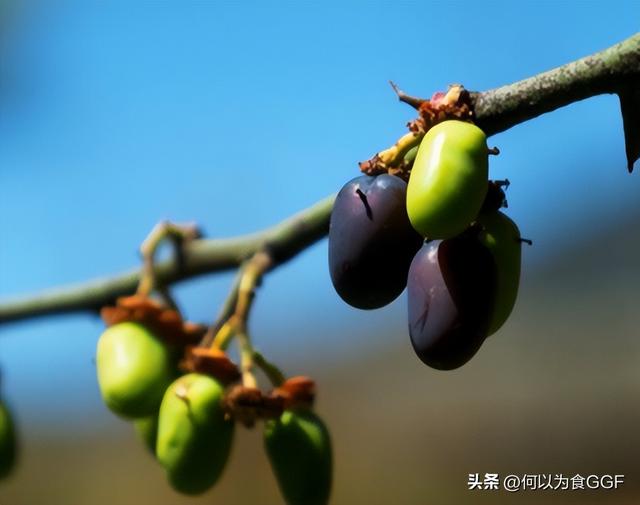 泸沽湖三大禁忌，泸沽湖和洱海哪个更值得去（泸沽湖畔摩梭人的传统食材与饮食文化）