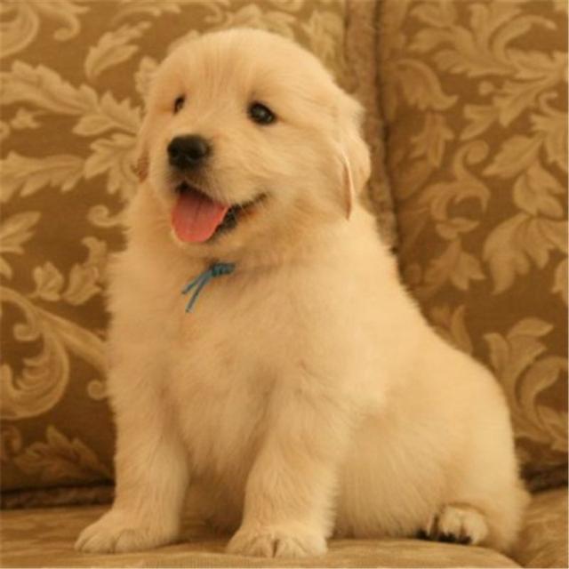 金毛猎犬多少钱，金毛价格多少钱一只呢（金毛猎犬多少钱一只幼犬）