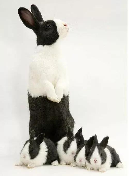 垂耳兔的饲养方法，适合当宠物养的小兔子（垂耳兔该怎么养）