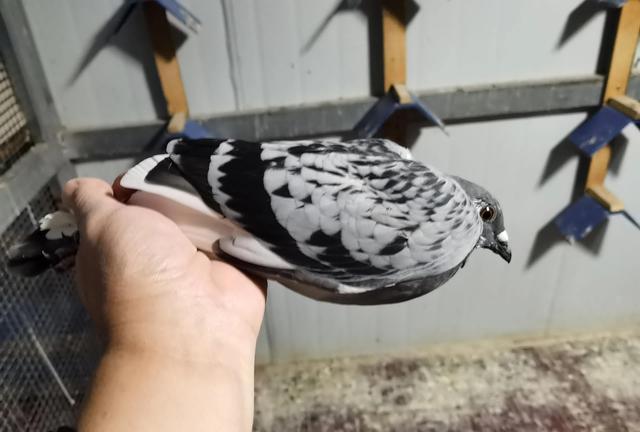 一路顺风，一路顺风的祝福语（祝小鸽子一路顺风图片）