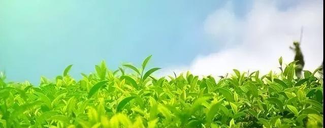 茶叶商业模式有哪些，如何使用消费金融模式卖茶叶