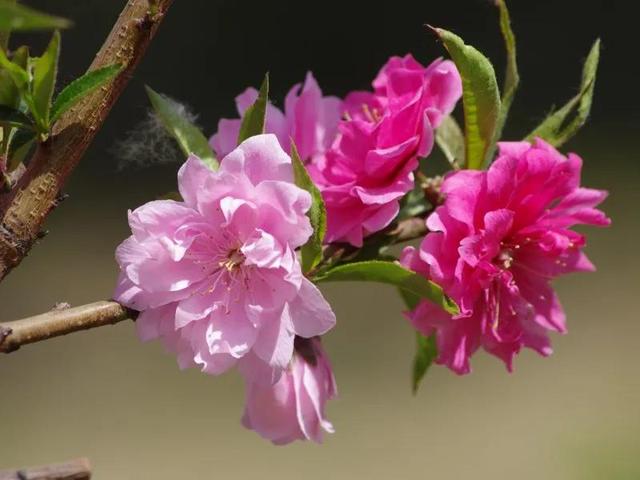 什么样的桃花形容词，桃花的形容词有哪些（阳春三月）