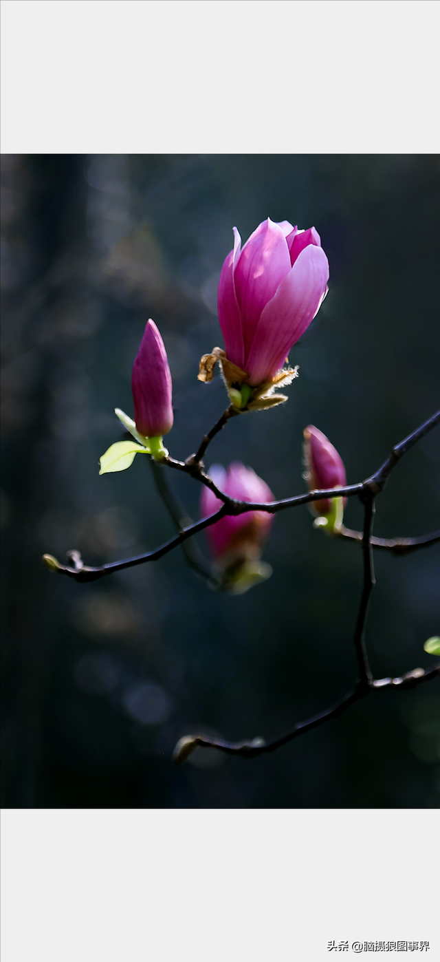 高光质感背景图，高清高级感背景图（若有这6个错误的深色背景照片）