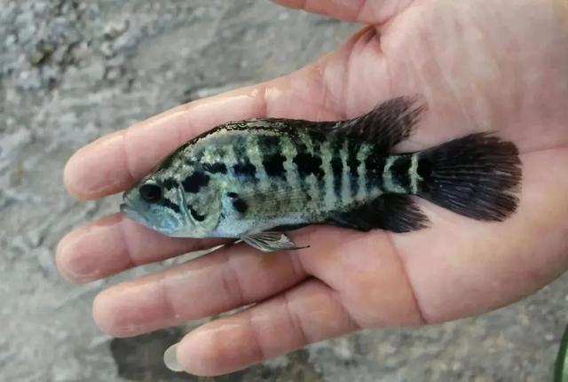 在家里养什么赚钱，家里养啥挣钱（4种名特优淡水养殖品种）