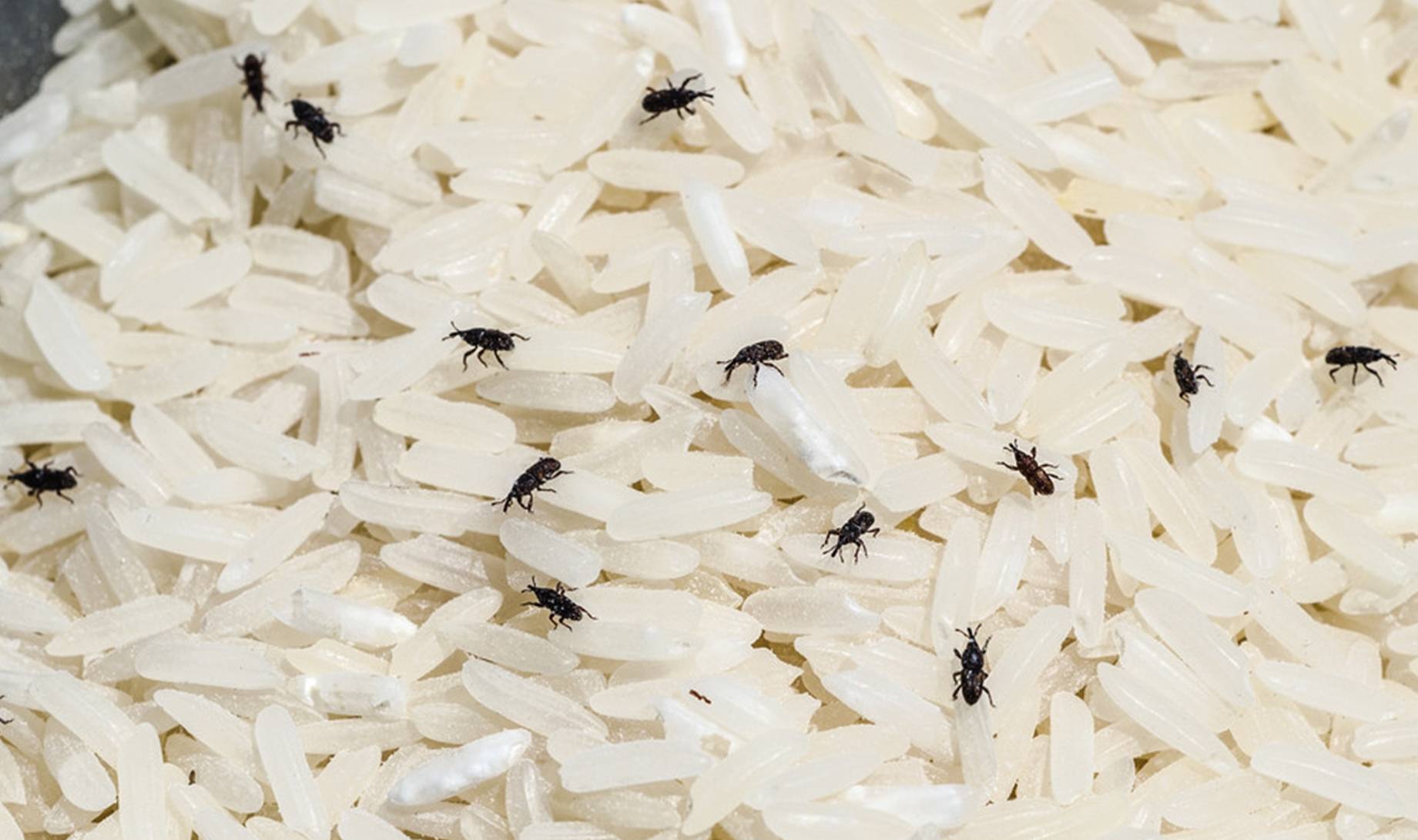 段时间后就会出现虫子,而这个虫子老一辈人实际上都知道,管他叫做米虫