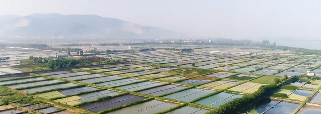 什么样的甲鱼蛋能孵化，金华甲鱼养殖场有哪些