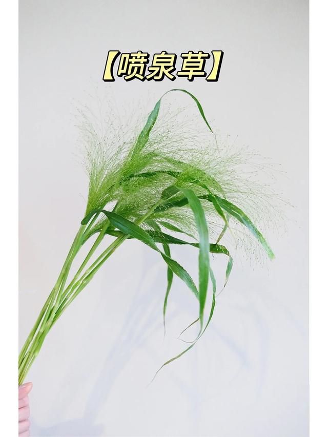 尤加利叶的花语是什么，尤加利叶属于什么类型的花材（花植店常用9种配草分享）