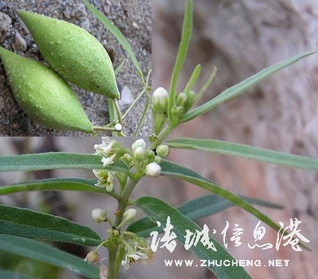 七星草的功效与作用，七星草的功效与作用（七星草都能治什么病）