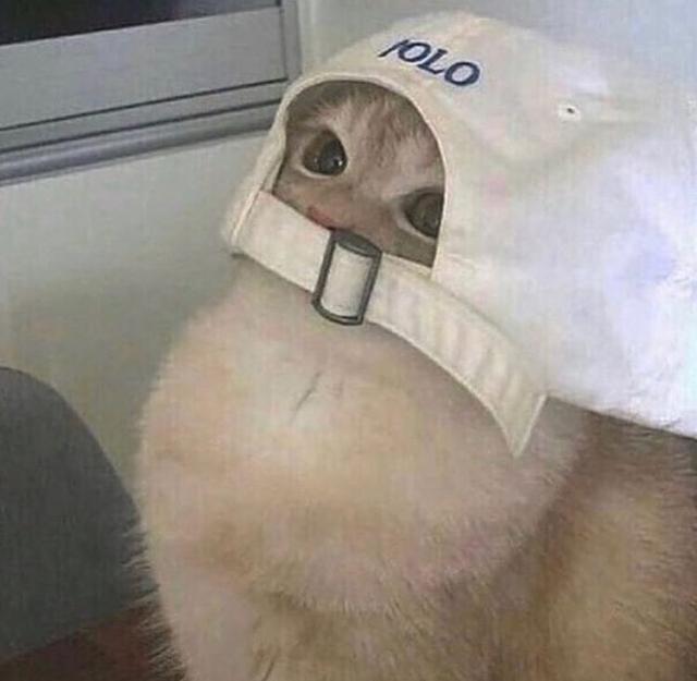 可爱猫，可爱猫咪名字（歪果网友分享各种古怪可爱的小猫咪图片）