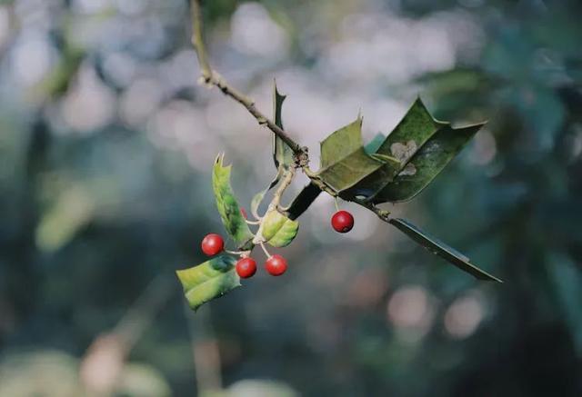 兔年宝宝取名最佳用字，兔年宝宝取名宜用字（适合兔年宝宝的名字）