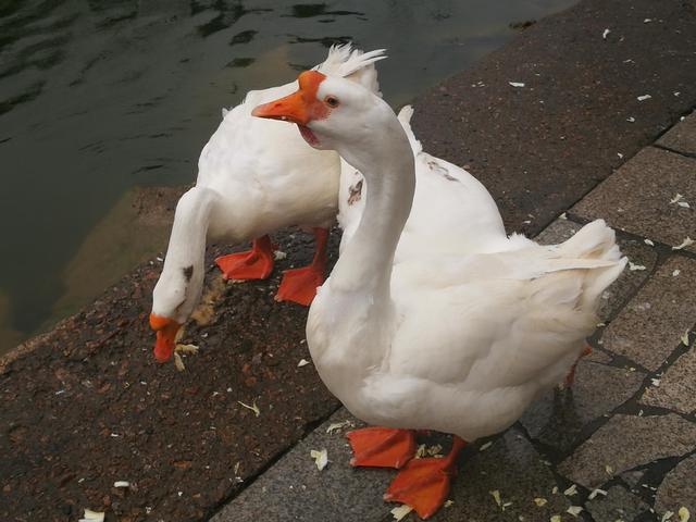 蛇为什么怕雄黄，蛇为什么怕雄黄和硫磺 视频（蛇真的不怕雄黄粉）