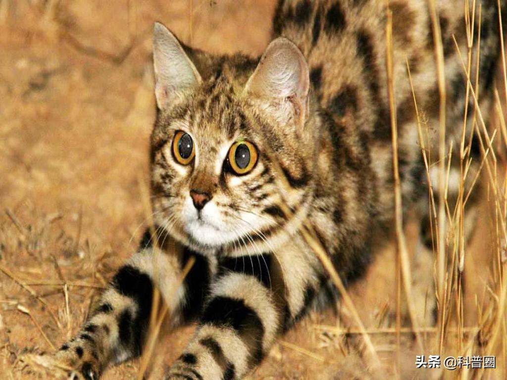 猫的生殖器(猫和狗连在一起)
