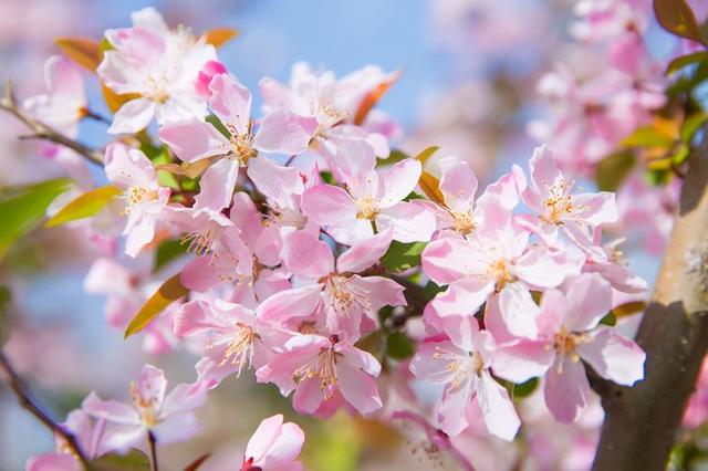 花，花好月圆人长久（72种鲜花欣赏图片）