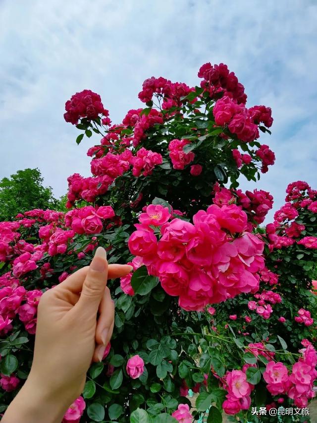 市花和市树是什么，杭州的市树和市花是什么（昆明400亩网红月季花海）