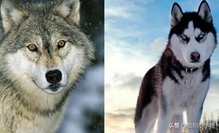 狼叫是什么意思，在狼群中学会狼叫是什么意思（狗子为何总发出“狼叫”声）