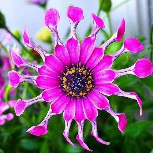 简约花朵系列背景图，微信头像，简约花朵系列背景图（吉祥花图片，精美微信头像）