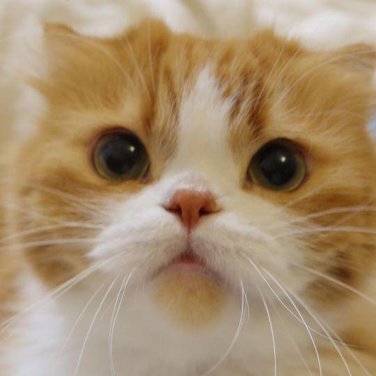 微信头像动物可爱超萌，超奶萌可爱动物类头像（可爱小动物头像）