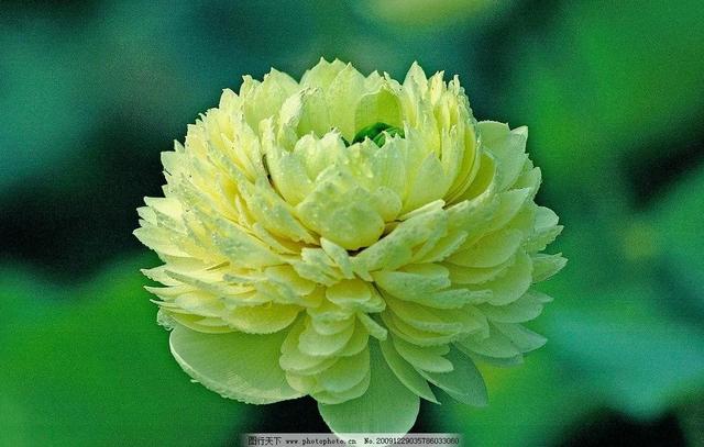 清脆碧绿的大叶子,红色的荷花,黄色的花蕊,多么美丽的一幅画面!