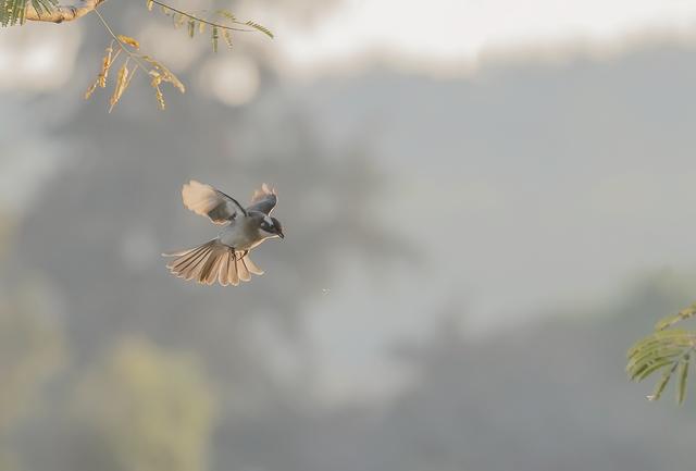 一张图看懂鸟类摄影，什么样的鸟类摄影作品更容易打动人