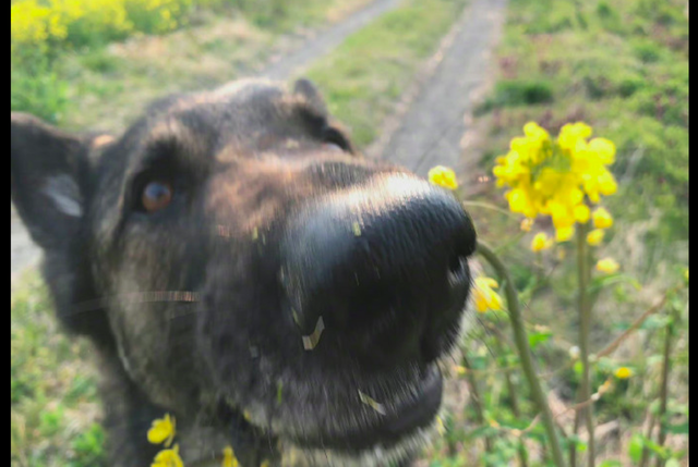 小狗种美丽鲜花，小型犬狗品种大全（当你把美丽的花朵放到狗狗面前）
