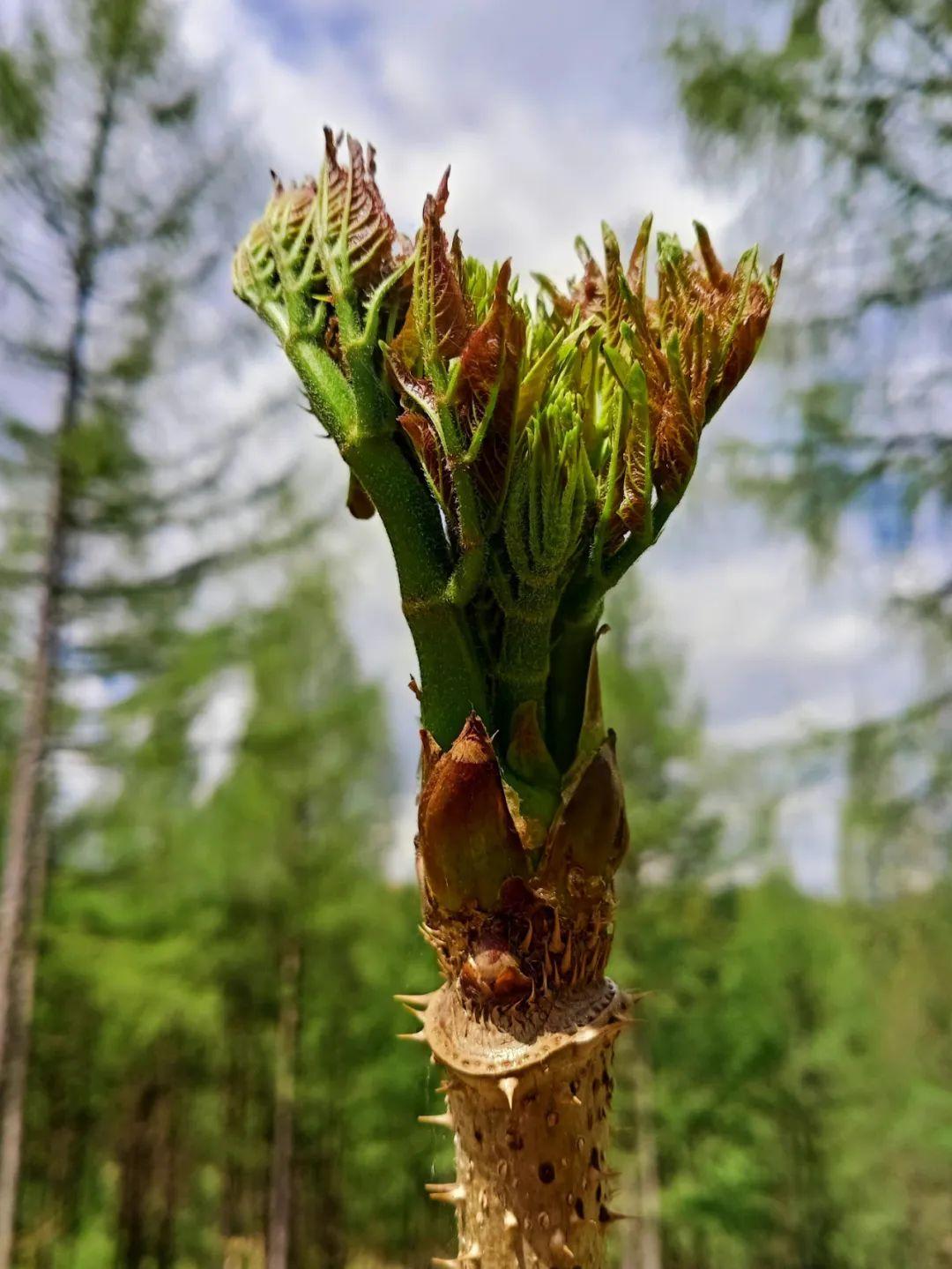 10种东北特色山野菜,你吃过几个?