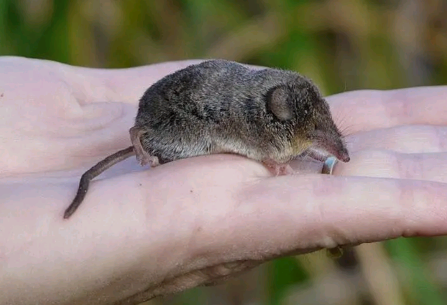 老鼠长什么样子，老鼠长什么样子(文字)（每分钟心脏能跳1200下）