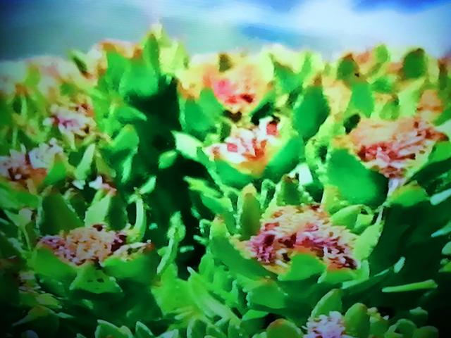 什么的原始森林填合适的词，填形容词什么的原始森林（美丽的大自然）