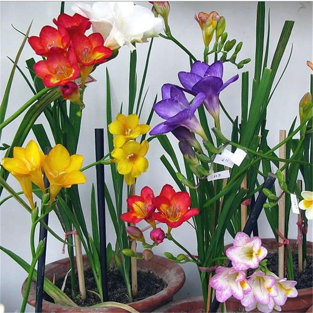 比香水还好闻的5种花，这4种香香花