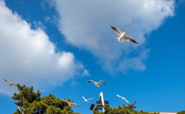 谁的眼泪在飞散文，悲伤的眼泪在飞（爱情的冬天）