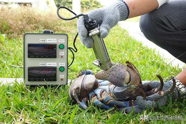 椰子蟹能吃吗，椰子蟹能吃吗肚子里是屎嘛（爬上食物链顶端的椰子蟹）