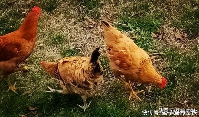 蜈蚣和蛇的毒哪个厉害，为什么身为五毒之一的蜈蚣