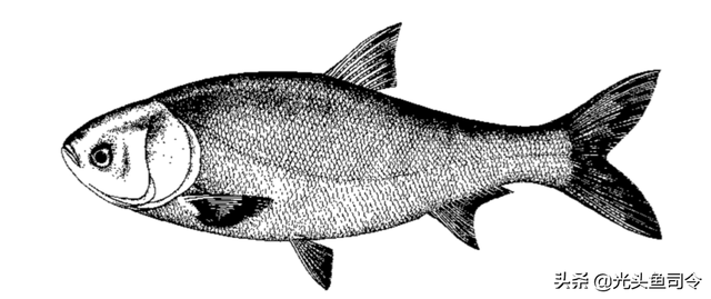 长江名贵鱼前十名，10大凶猛淡水鱼（我国保护的鱼类有87种）
