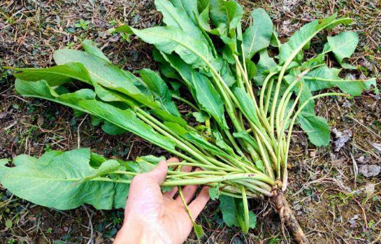 菠菜为什么会苦，为什么菠菜吃起来苦（农村的牛都不吃它）