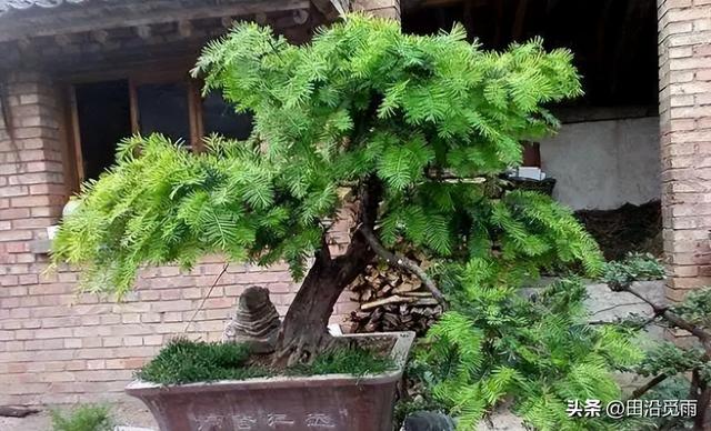 红豆杉修剪方法图解，红豆杉的修剪（临水、悬崖、斜干、曲干最漂亮）