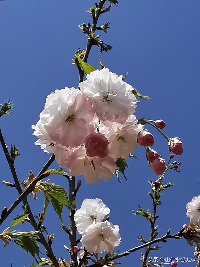 玉泉山樱花节午饭在哪里吃合适，2021-04-15