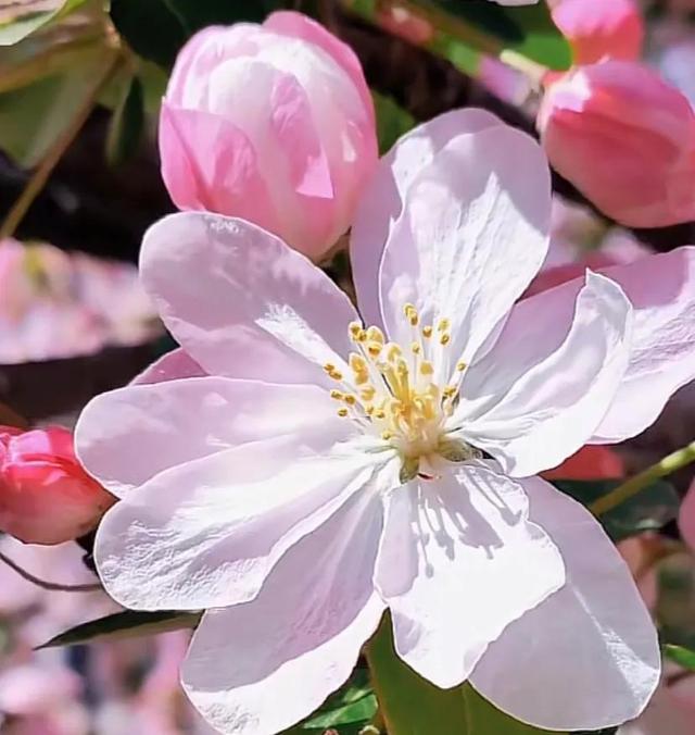 唯美花朵，唯美花朵图片（唯美清新的花朵图片）