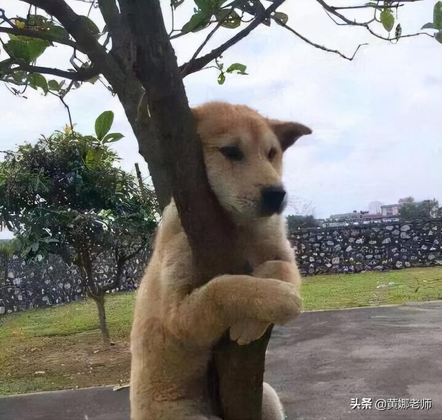 雇佣兵是什么意思，我是雇佣兵什么梗（审判仍旧是必须的）