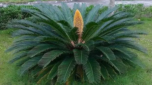 2米以上铁树多少钱(铁树的特征很明显) - 价格百科