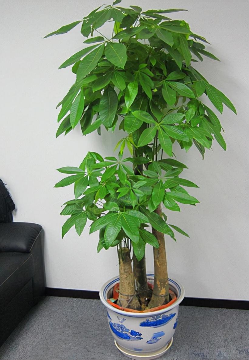 招财图片聚财旺财,7种"如意花" - 玉三网