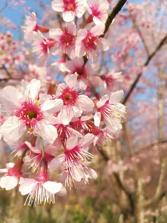 樱花的寓意和花语，每天认识一种花：樱花